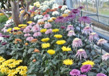 The Chrysanthemums Show