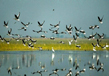 Nalsarovar Bird Sanctuary