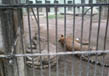 Sakkar Baug Zoo