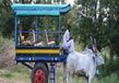 bullock-cart-safari1