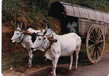 bullock-cart-safari5