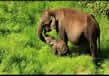 chinnar-wildlife-sanctuary1