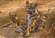 chinnar-wildlife-sanctuary6