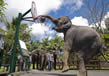 elephant-safari6