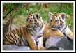 Kaziranga Wildlife Sanctuary 6