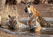 Sundarbans National Park 1